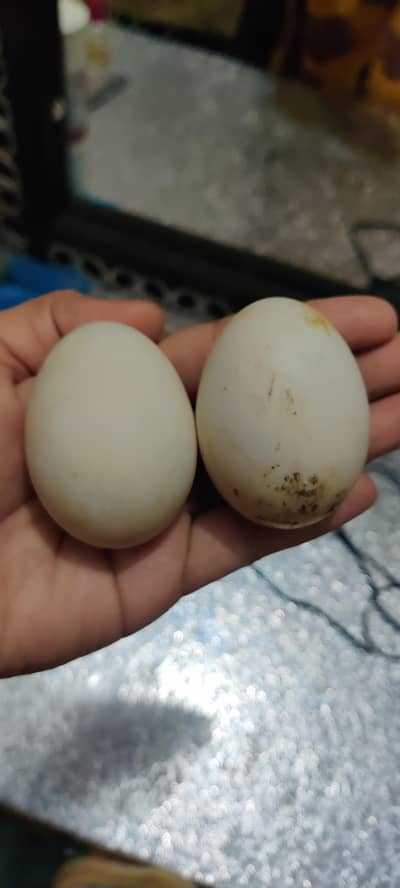 Fertile Duck eggs available