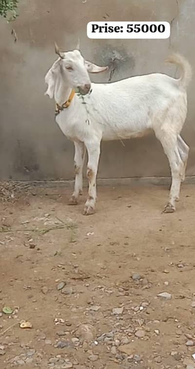 khassi Bakra qurbani 2026 (2 Dant)