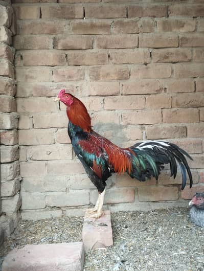 Aseel Murgha for sale 03271888817