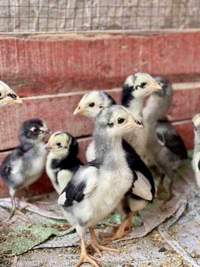 Top Quality Blue Pakoya Trad Chicks