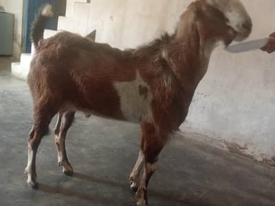 Desi bakra goat