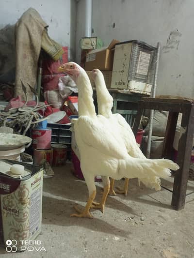 out class German shamoo young breader madian oe patha for for sale