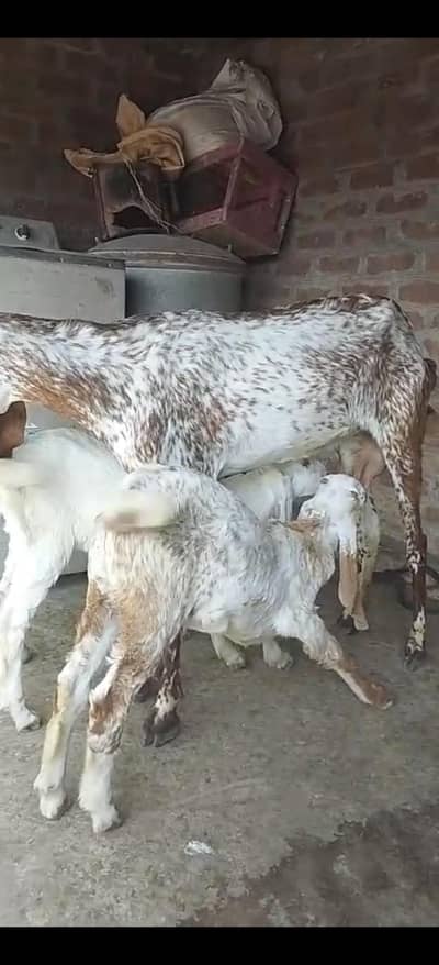 makhi cheeni bakri | goat |  bacho wali bkri for sale
