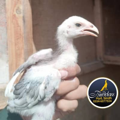 A++ King Size Aseel Chicks