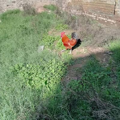 Golden Misri Rooster 