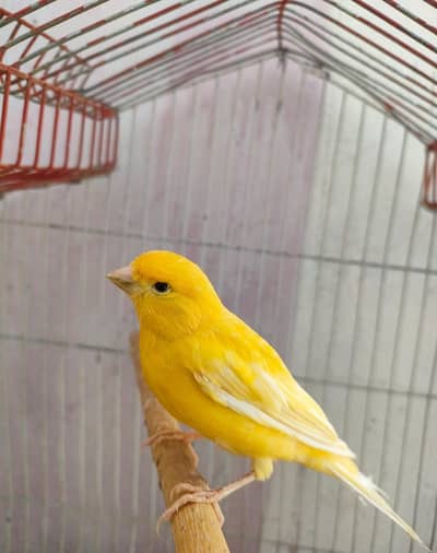 Start Canary Male Bird pure orange 