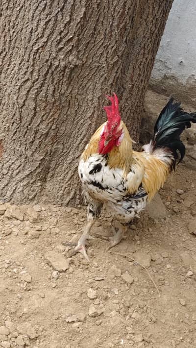 Aseel Mianwali (Aseel Murgha)