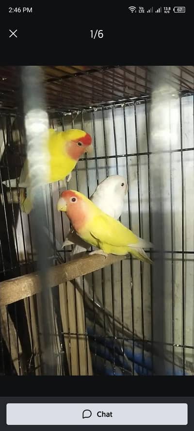 bird shop k liyah bnday ki zrort ha