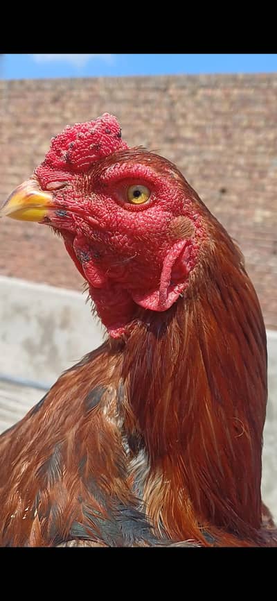 pila patha full healthy and active ready to breed and fg.