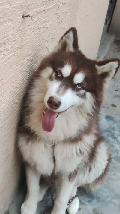 Siberian Husky available for stud Only