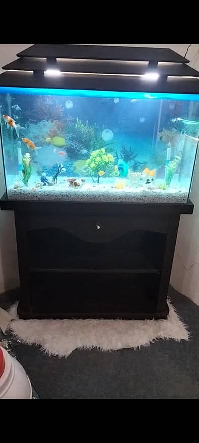 acquarium for sale