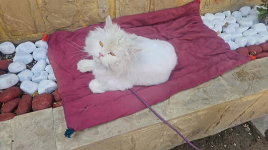 male and female for sale