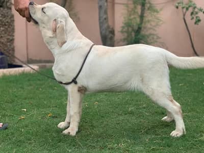 Duke Rumpleatilskin of dukedland Labradors