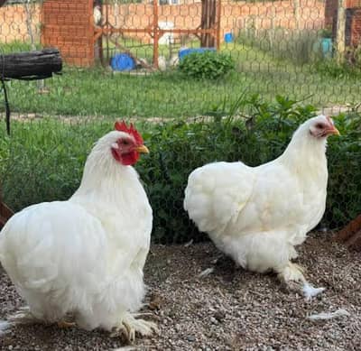 Required Bantum ready to breed in quantity