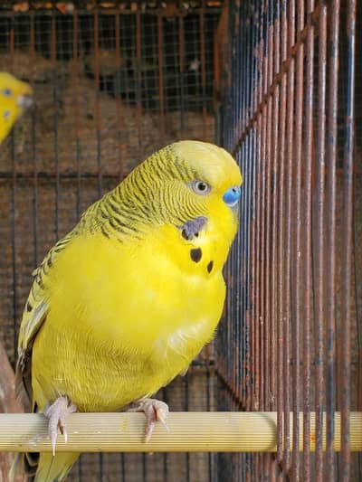 Birds available for sale