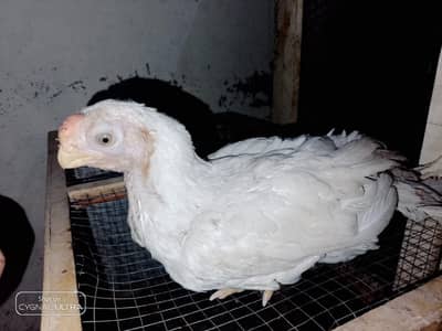 Indian parrot beak long tail