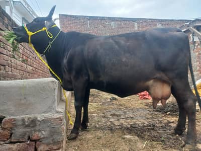sahiwal cross/ pragnent cow/pure cow/گاے |Milking Cow