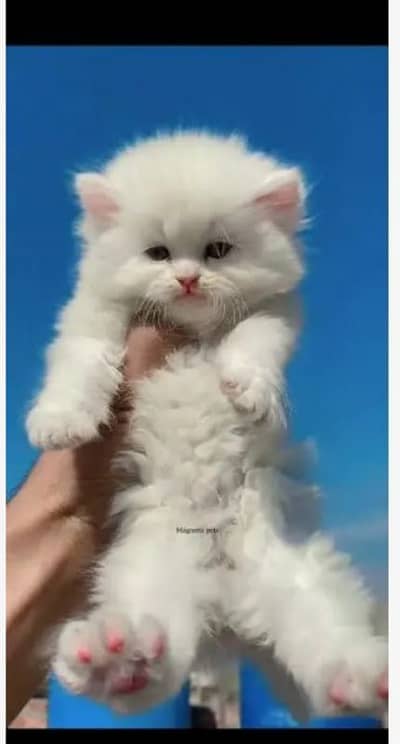 Persian cat for sale Mel female vaccine clear