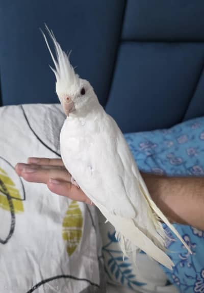hand tame red eye albino cockateil