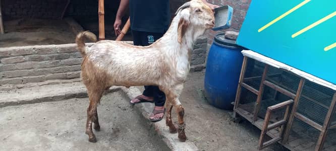 qurbani ka Lia animal for sale location Gujranwala