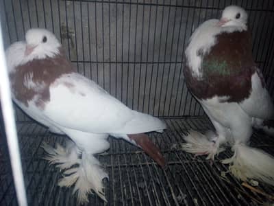 Gubara / pouter breeder male female