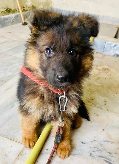 German shepherd pink pedigree