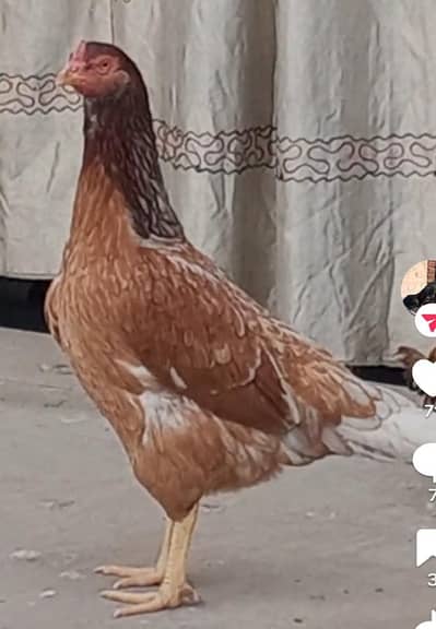 Aseel mianwali hen 03084410336