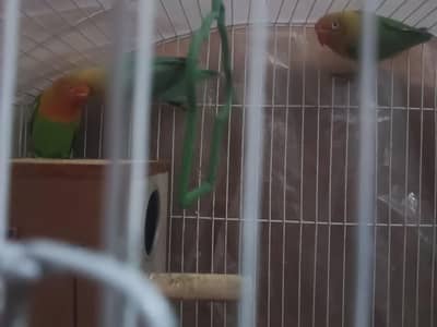 Green and purple Love Birds