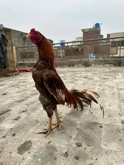 Aseel Hen's available pair and male female egg's line