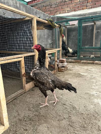 Aseel Hen's available 2x female egg's line