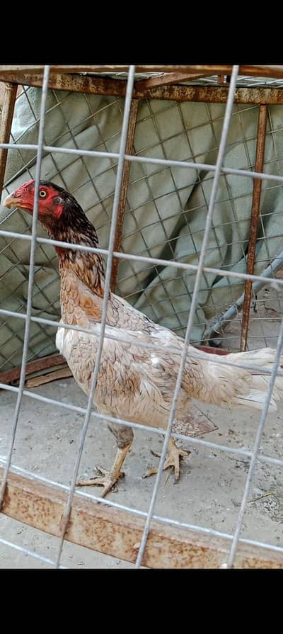 urgent for sale time nai hota Dana wegira dalny k liye