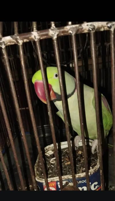 talking green parrot urgent