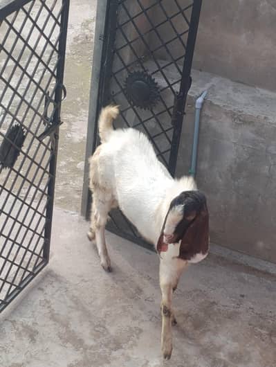 breeder Bakra for sale, for qurbani or for breeding