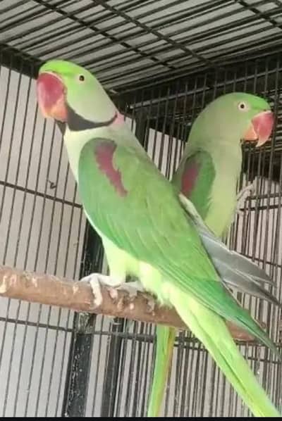 healthy and Active chiks available