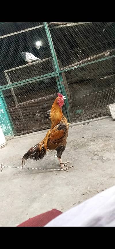 I am selling my hen