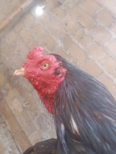 full black pake jor breeder