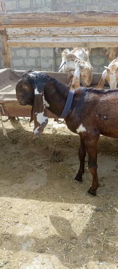 betal kar patha 5 moth