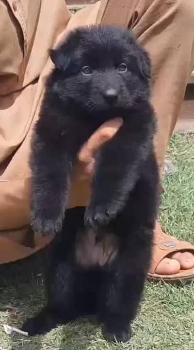 Black German Shepherd  male puppy for sale