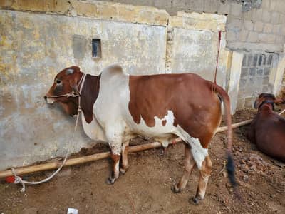 for sale bachra mobile no:0331-7518658