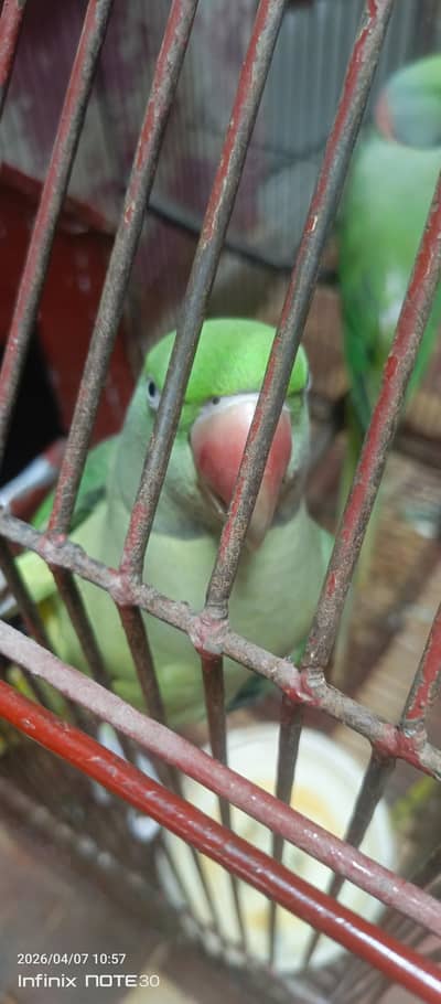 breeder pair for sale 03047394099