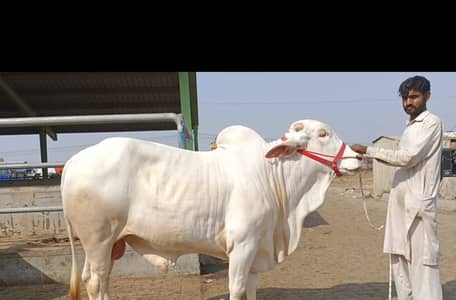 Qurbani Janwar | Bull | Buffalos | Cow | Cattle Farm | bhens | Gae