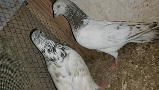 35 waly batyry, ferozpuri dewbndi, makwa