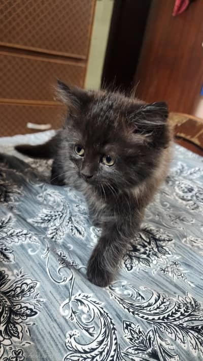 persian kitten