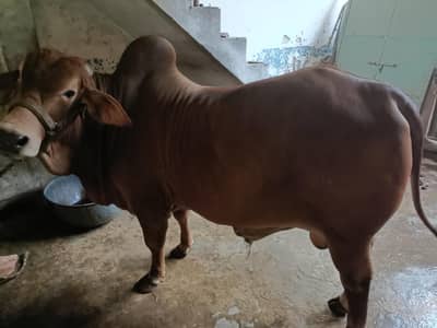 03044611919/03191421506