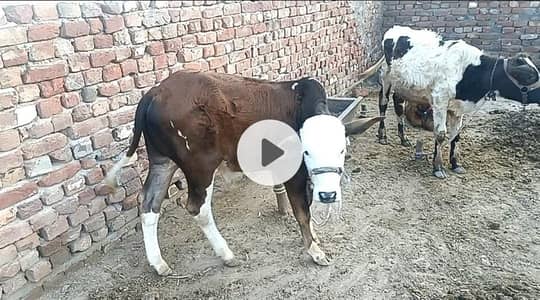 Abluk Bull with Good Growth