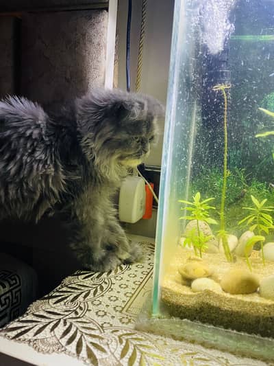 Scottish fold female