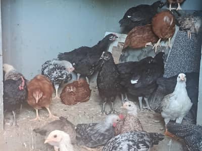 Austrolop-RIR-fayomi