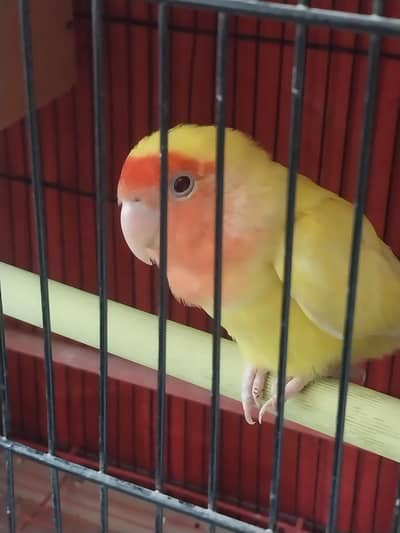 love birds pair and java pair (03462254952) contact number