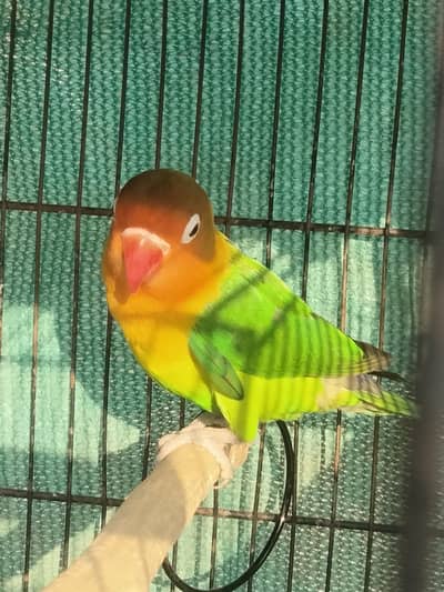 breeder female for sale