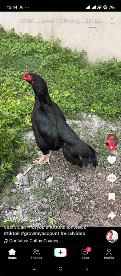 best quality aseel hens